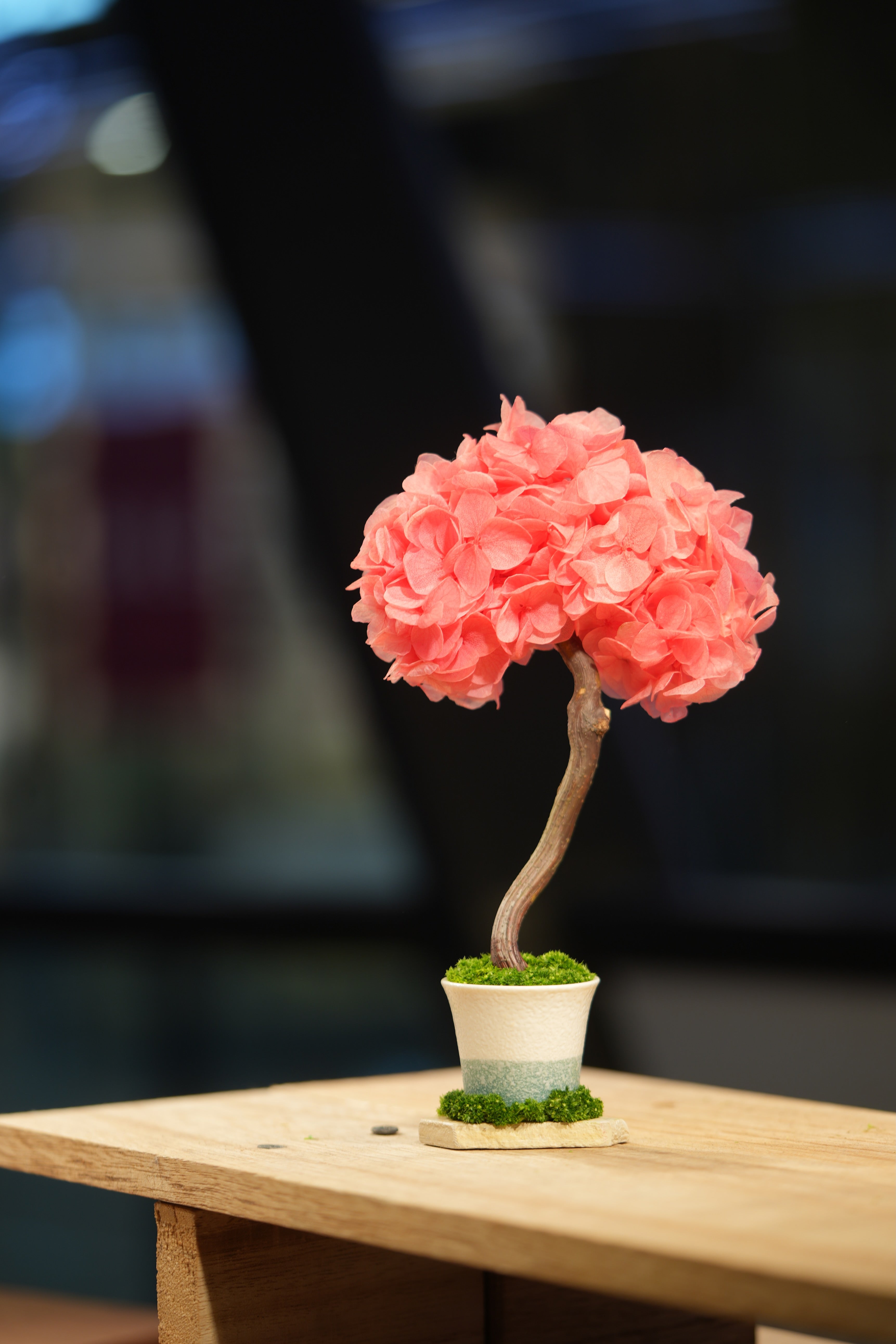 Small Tree in the East - Sakura
