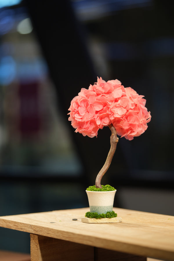 Small Tree in the East - Sakura