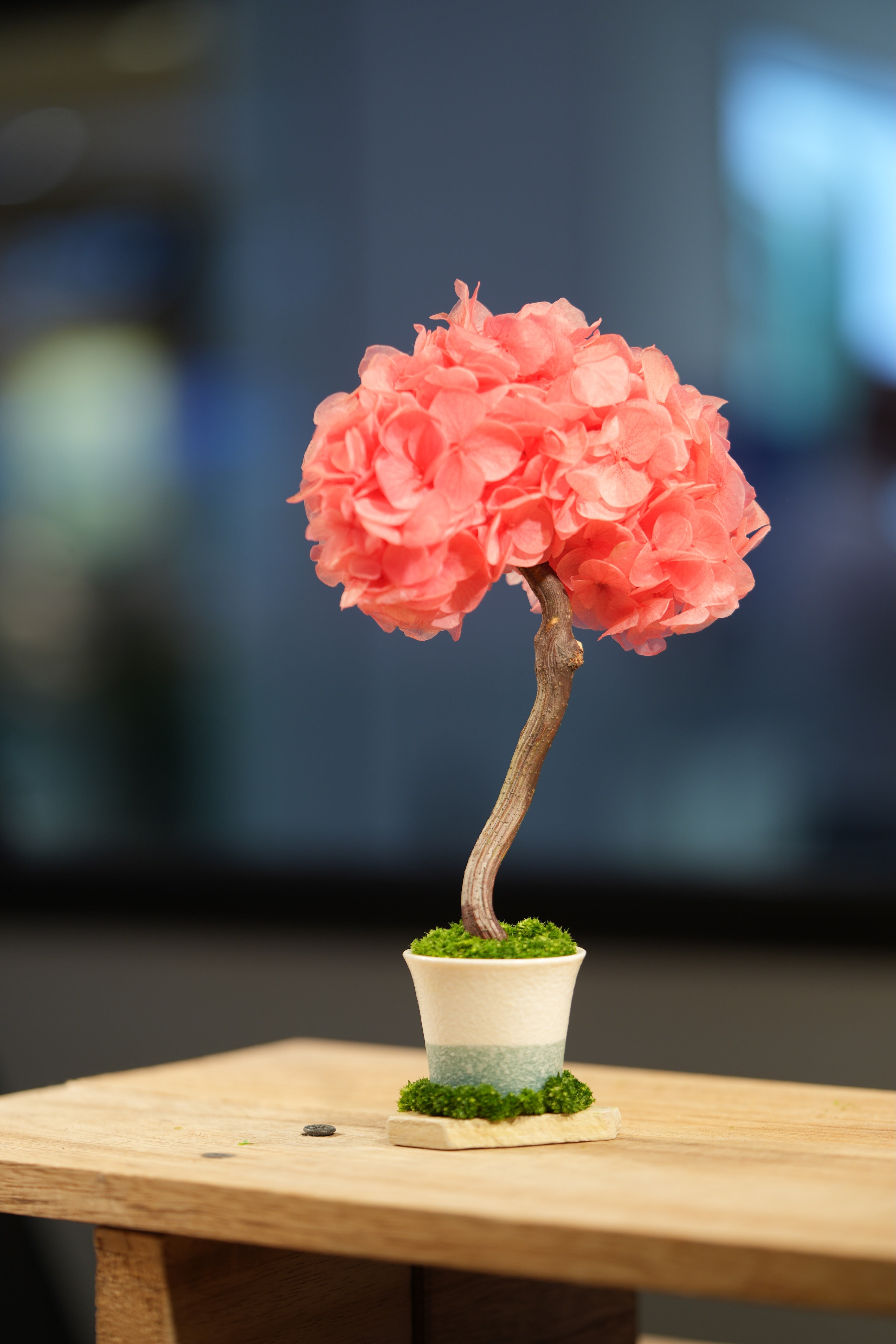 Small Tree in the East - Sakura