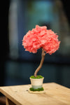 Small Tree in the East - Sakura