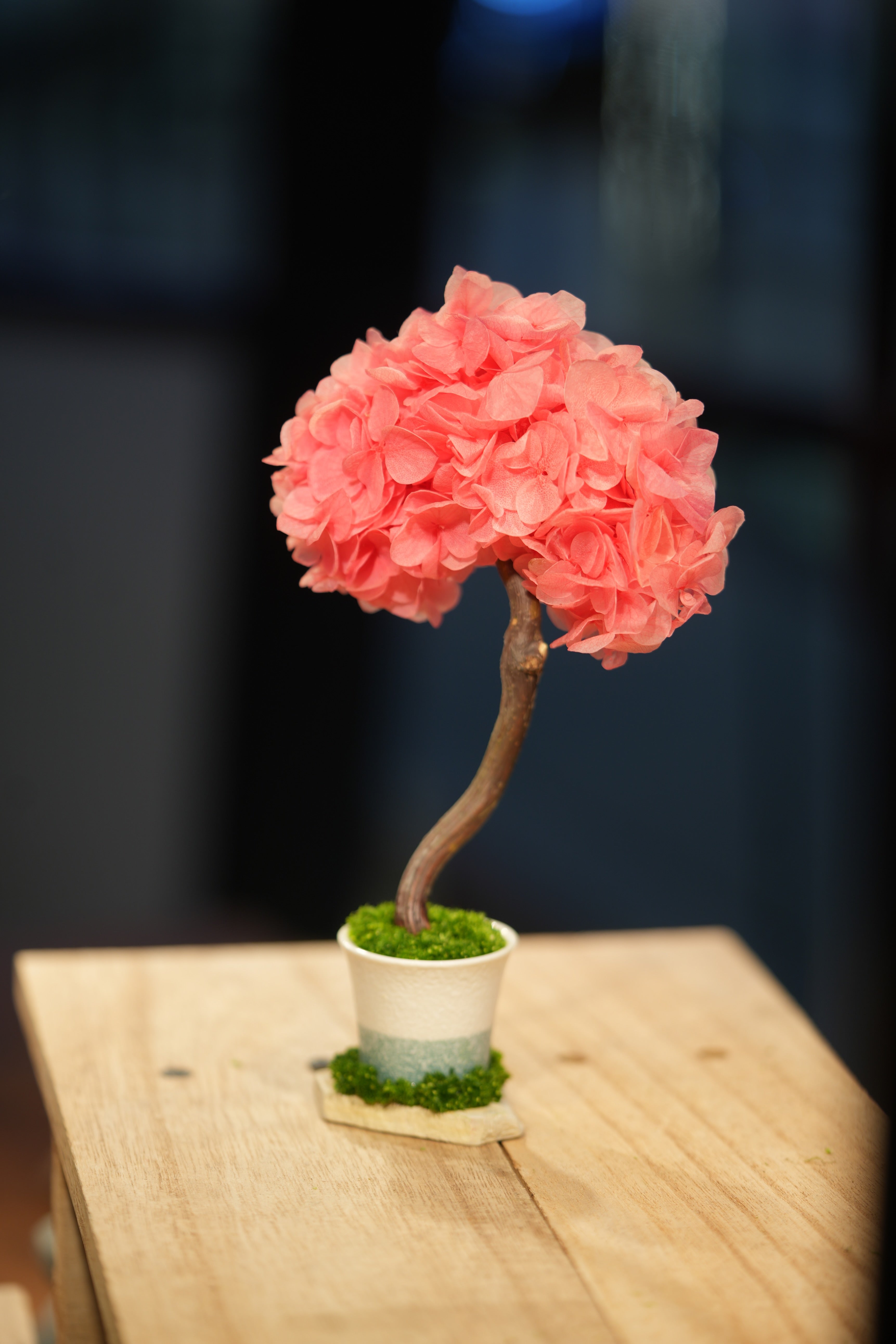 Small Tree in the East - Sakura