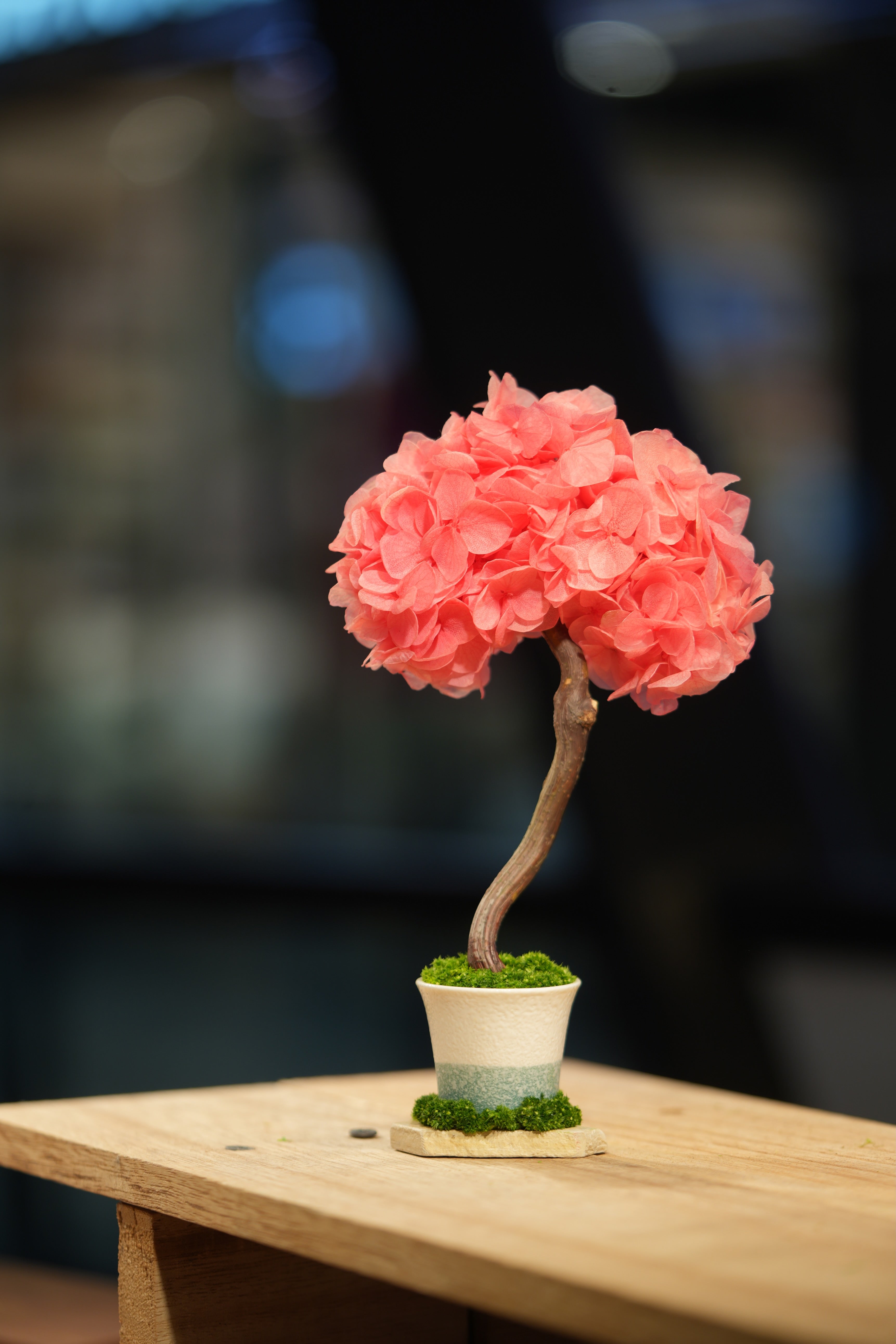Small Tree in the East - Sakura