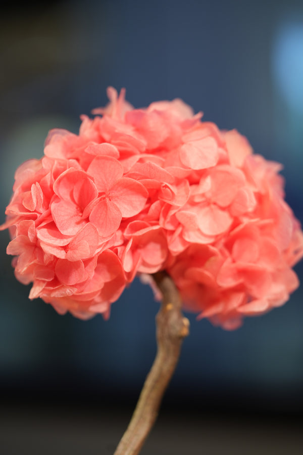 Small Tree in the East - Sakura