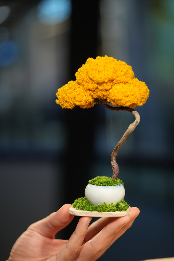 Small Tree in the East - Autumn Gold