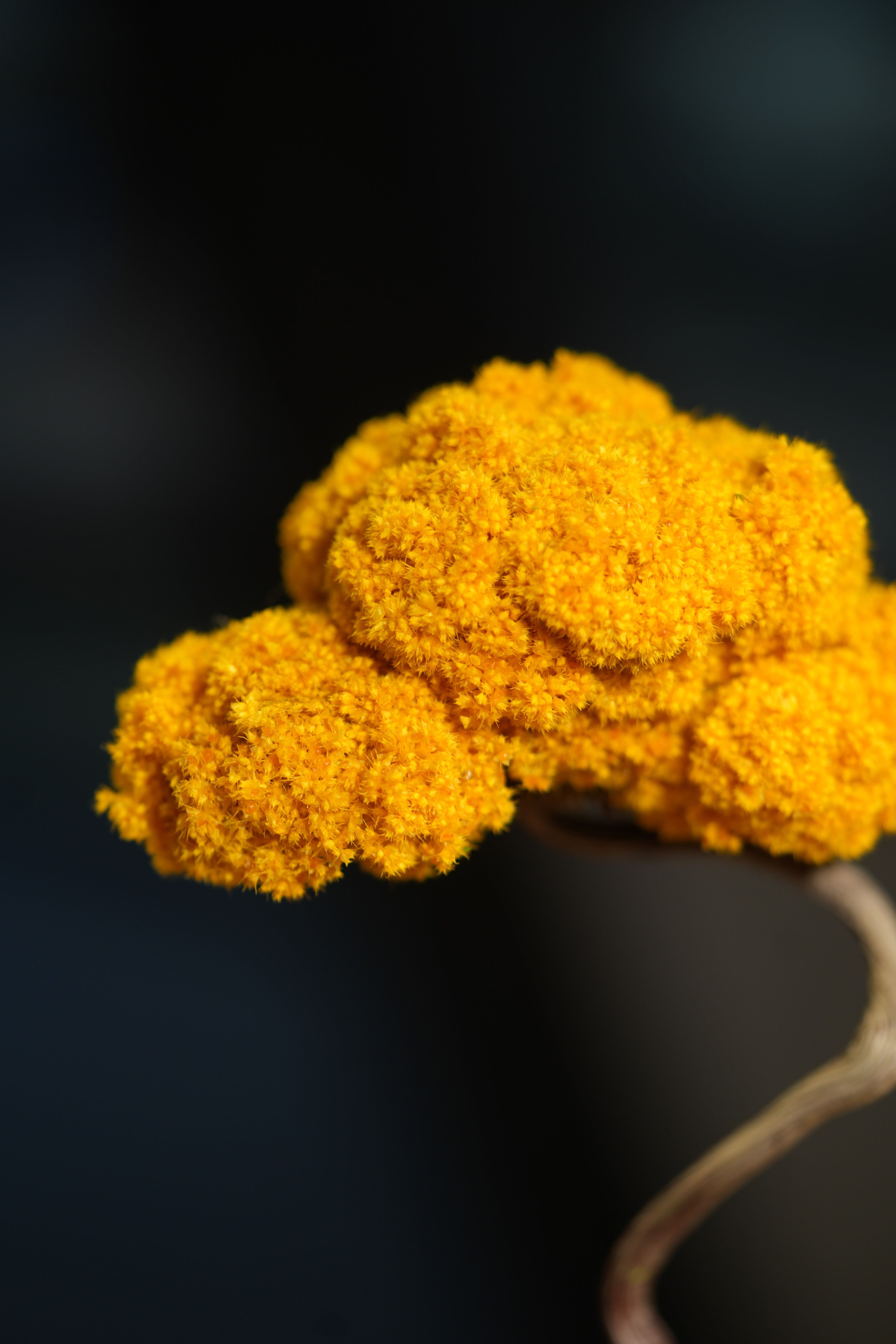Small Tree in the East - Autumn Gold
