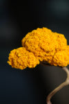 Small Tree in the East - Autumn Gold
