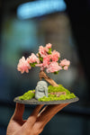 Slow Wood - Sakura - Journeyman