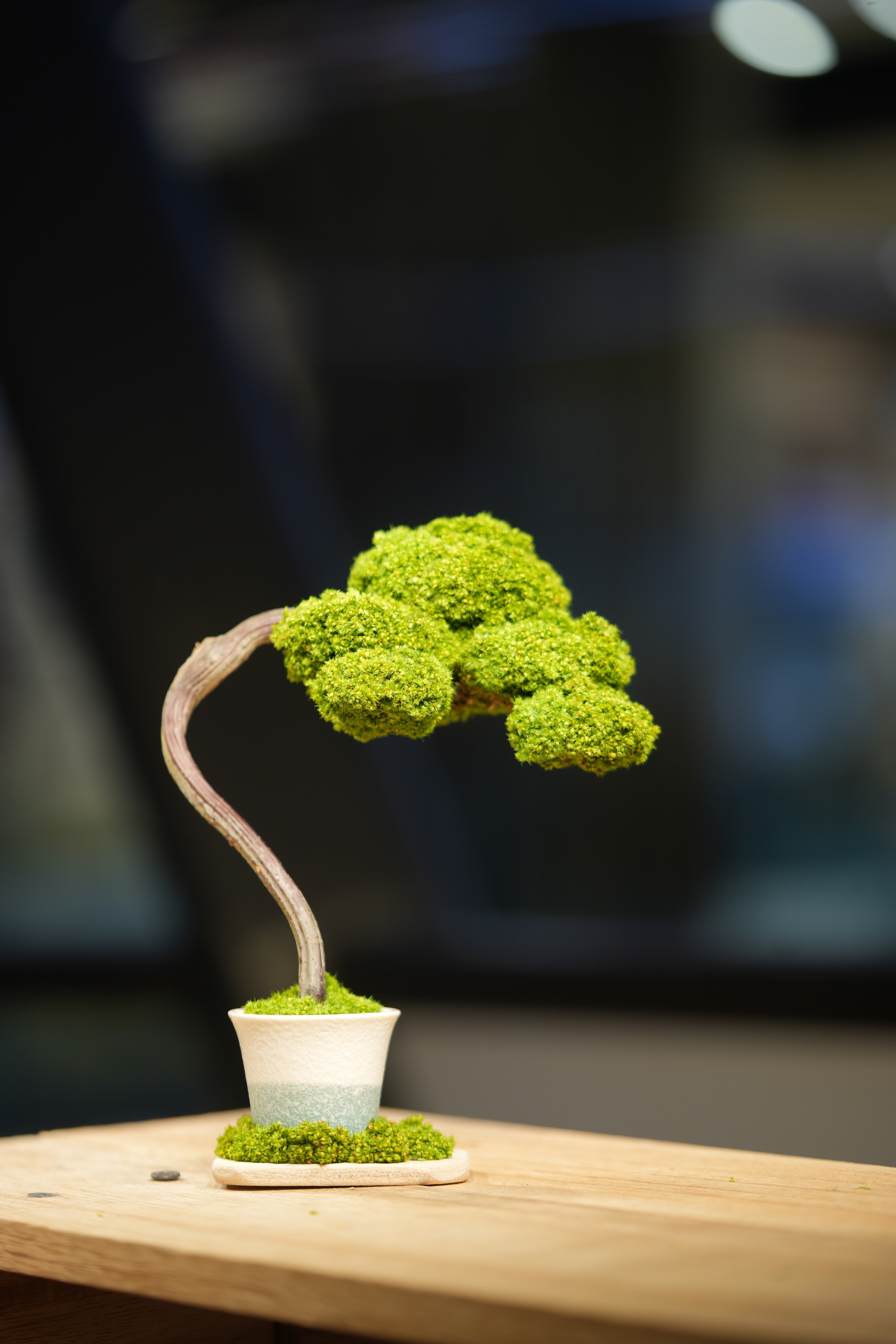Small Tree in the East