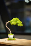 Small Tree in the East