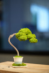 Small Tree in the East