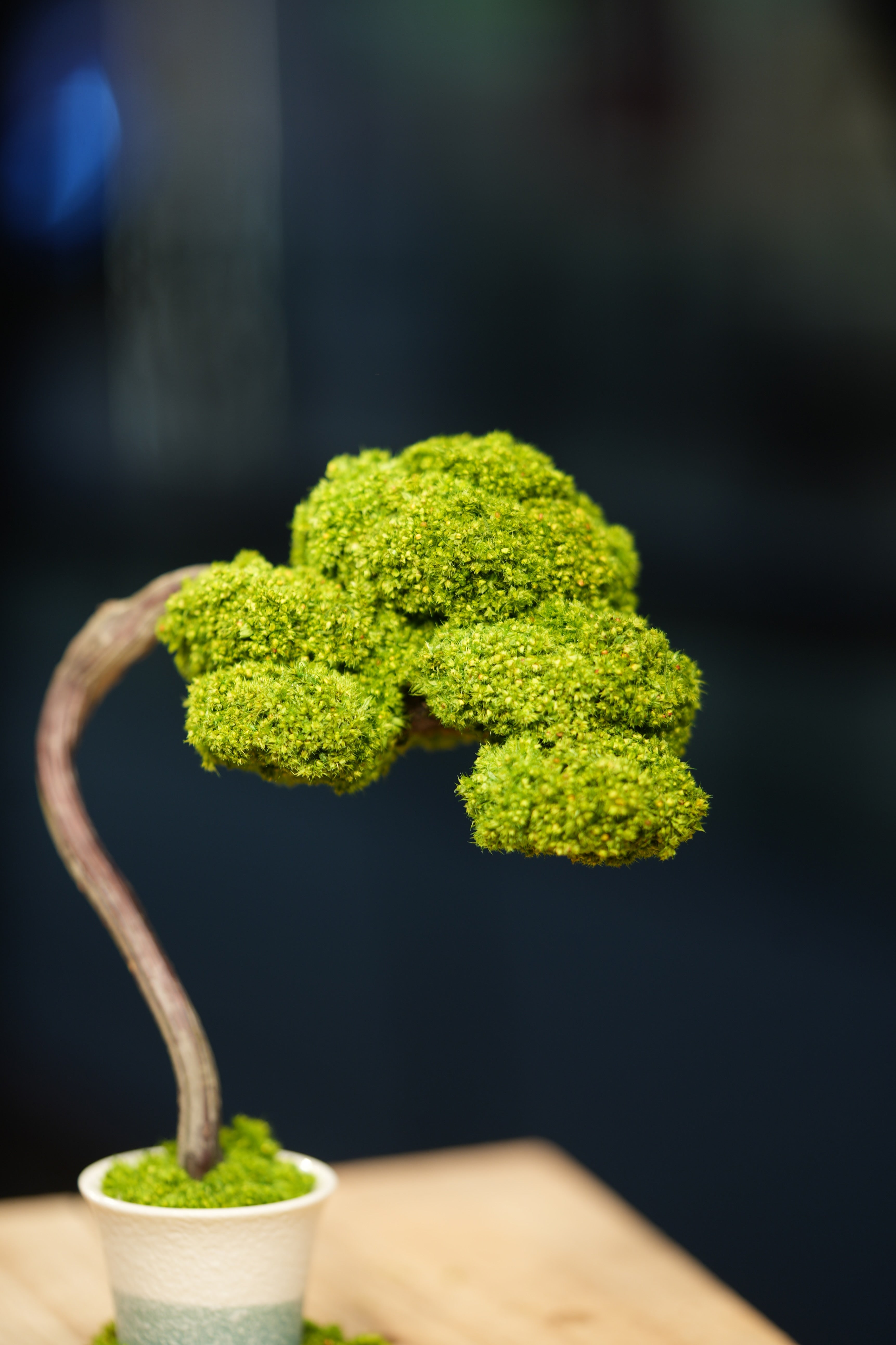 Small Tree in the East