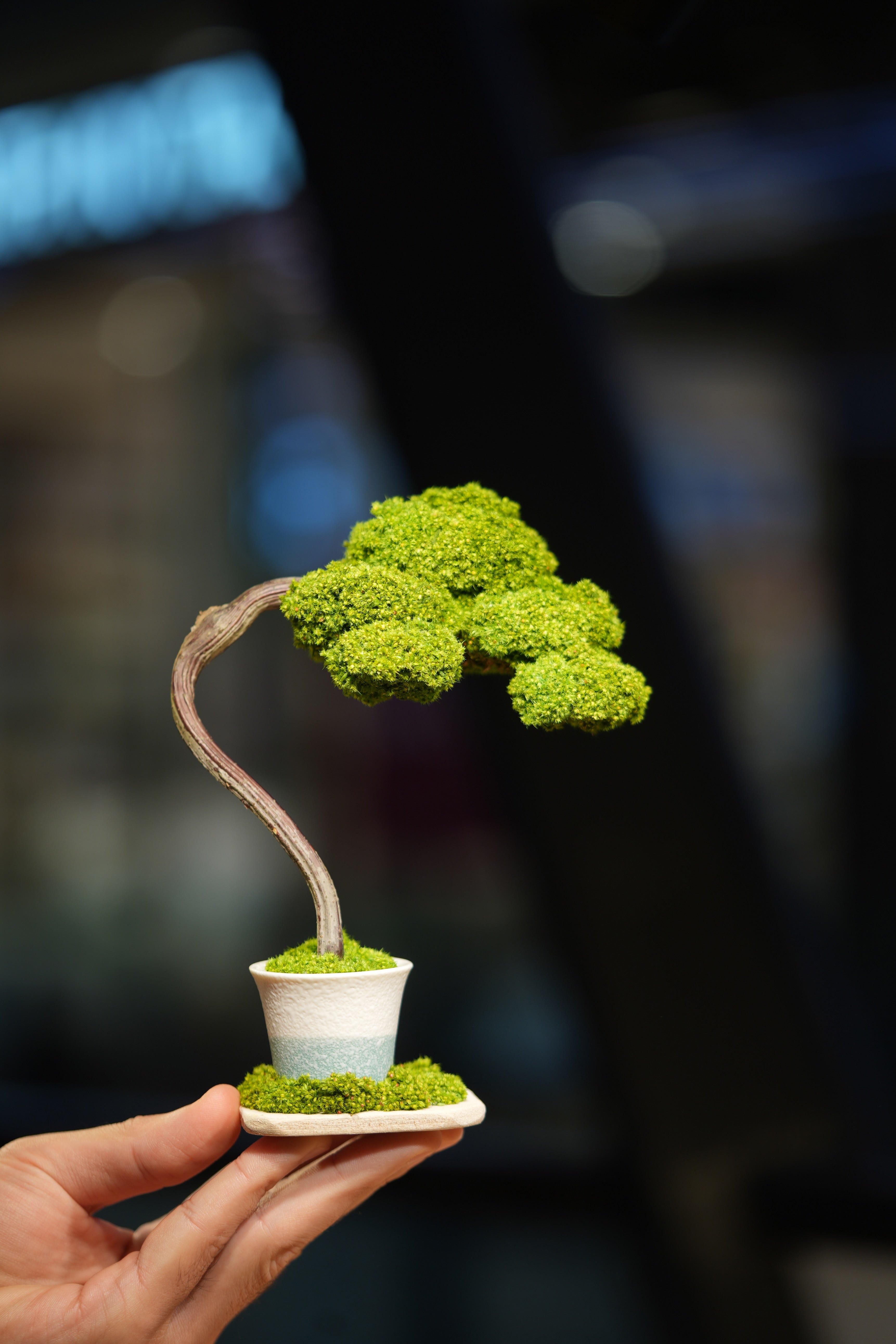 Small Tree in the East
