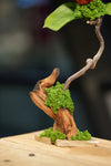 Children of the Forest - Jupiter - Driftwood