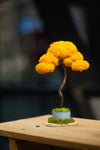 Small Tree in the East - Autumn Gold