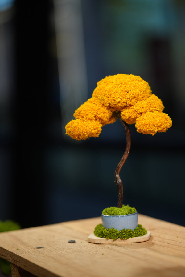 Small Tree in the East - Autumn Gold