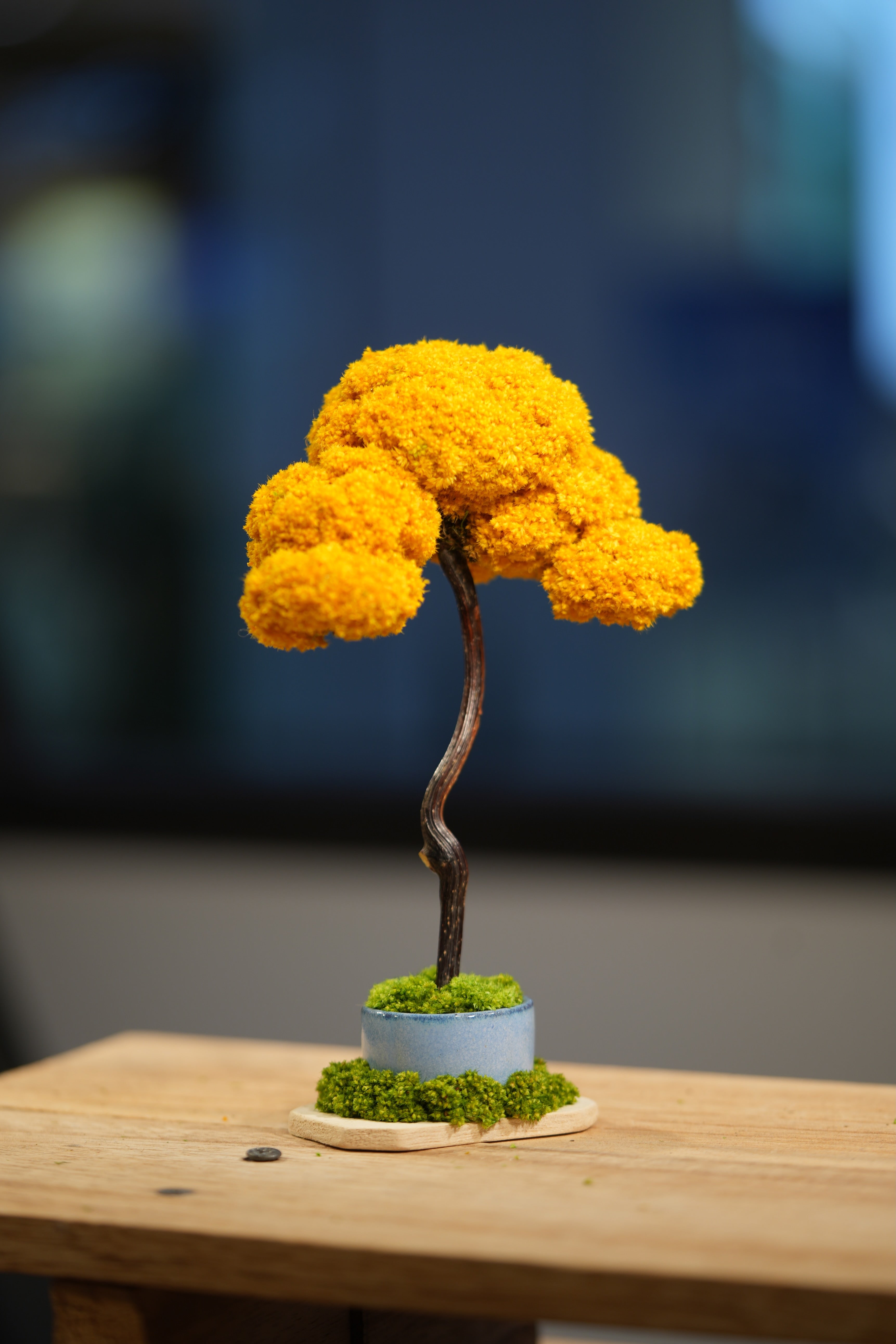 Small Tree in the East - Autumn Gold