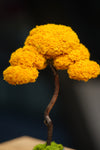 Small Tree in the East - Autumn Gold