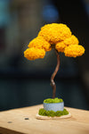 Small Tree in the East - Autumn Gold