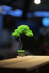Small Tree in the East - Classics