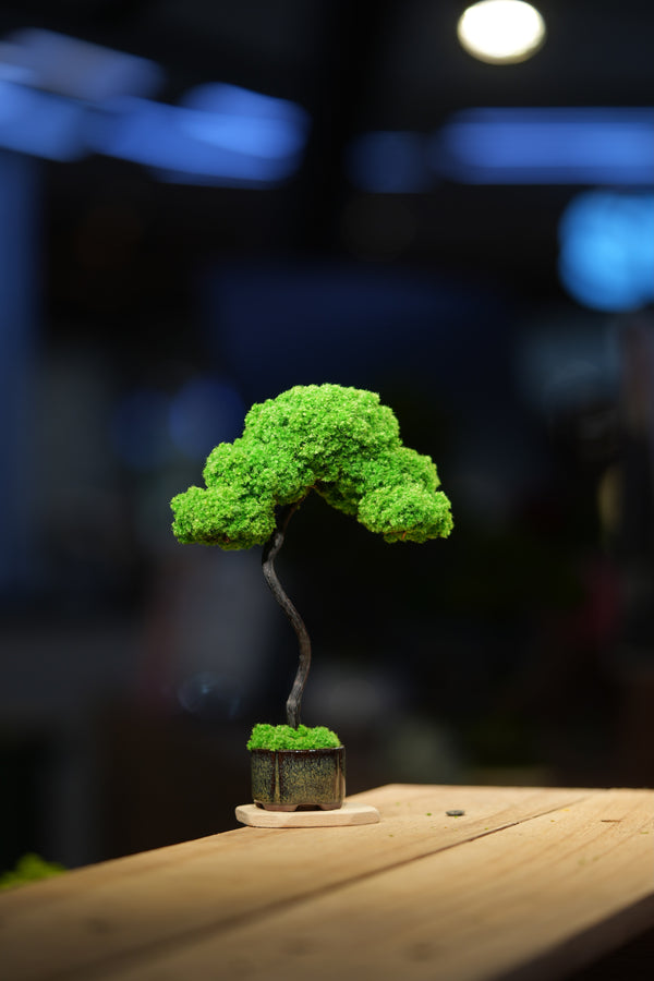 Small Tree in the East - Classics