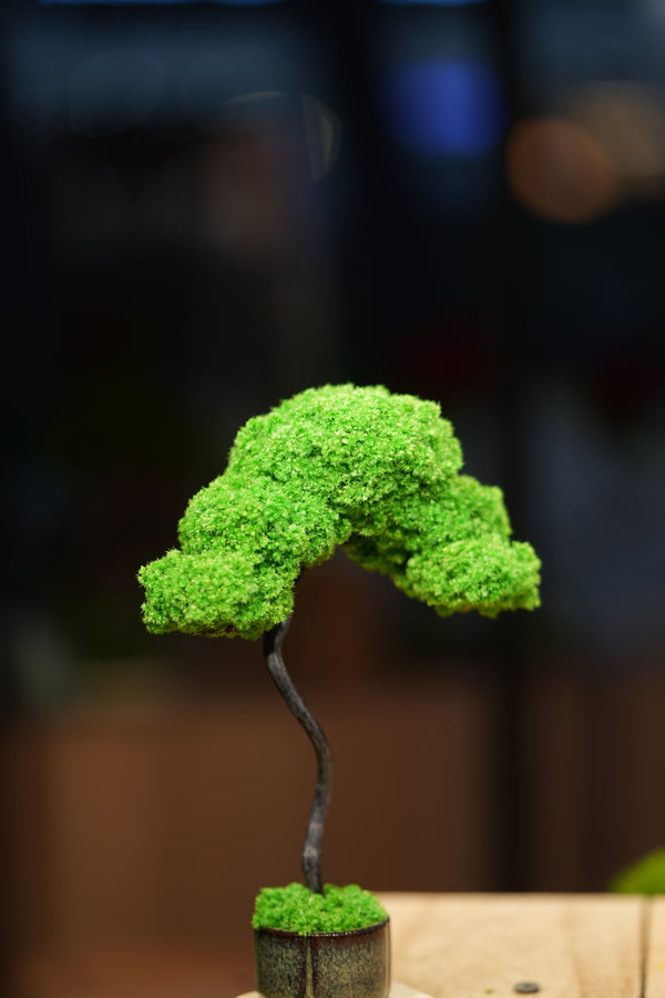 Small Tree in the East - Classics