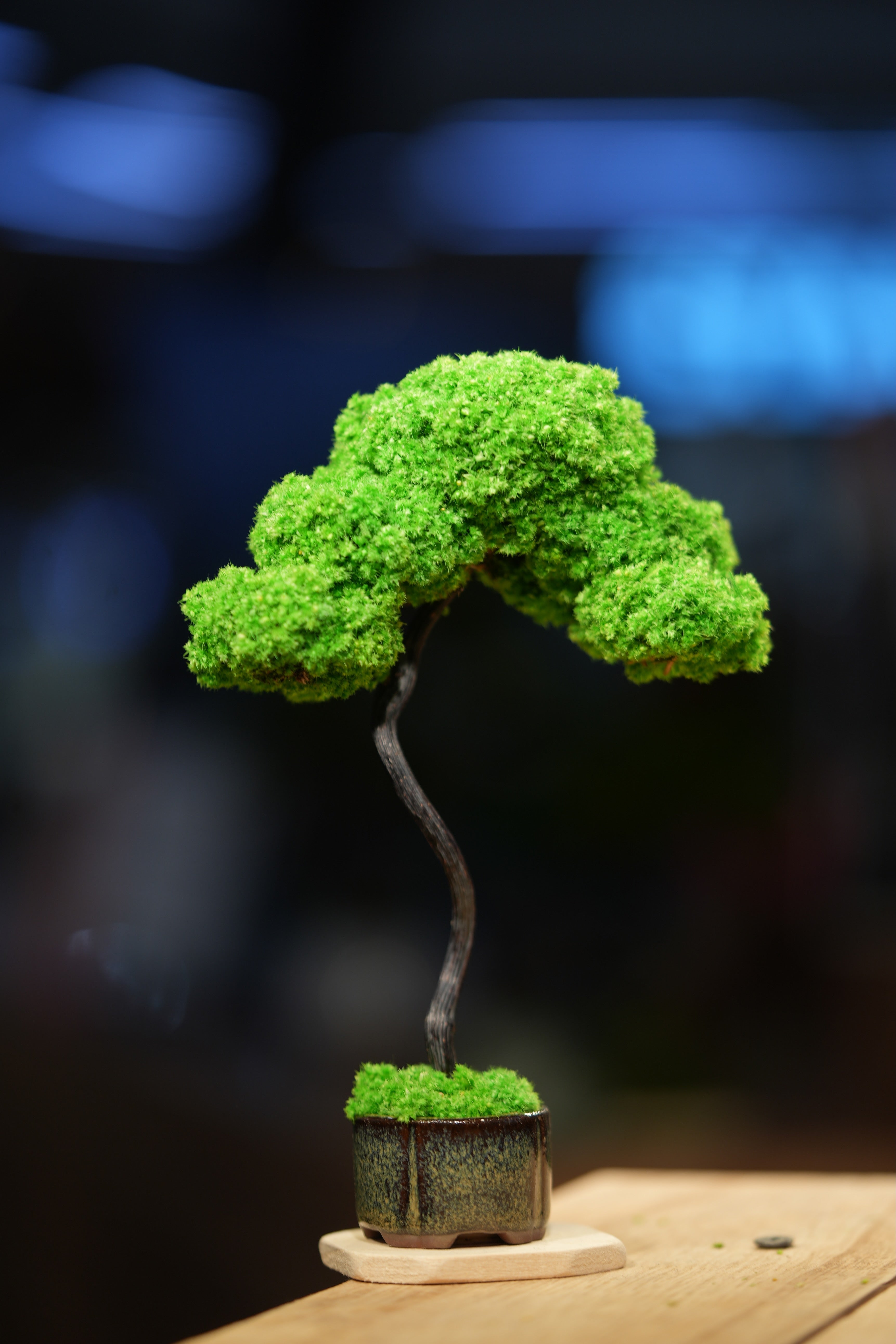 Small Tree in the East - Classics