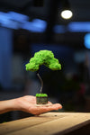 Small Tree in the East - Classics