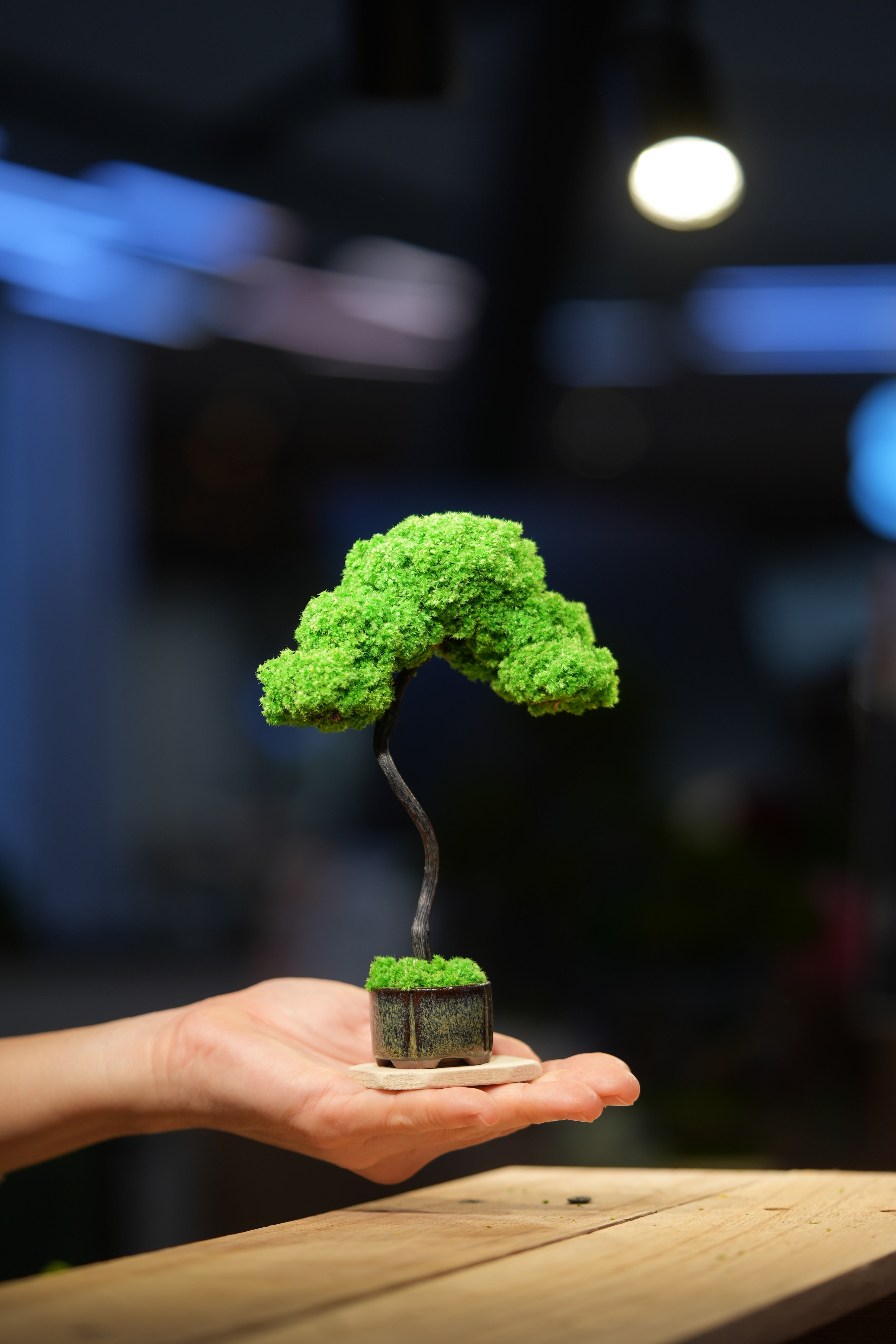 Small Tree in the East - Classics