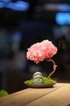 Small Tree in the East - Sakura - Journeyman