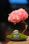 Small Tree in the East - Sakura - Journeyman