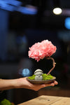 Small Tree in the East - Sakura - Journeyman