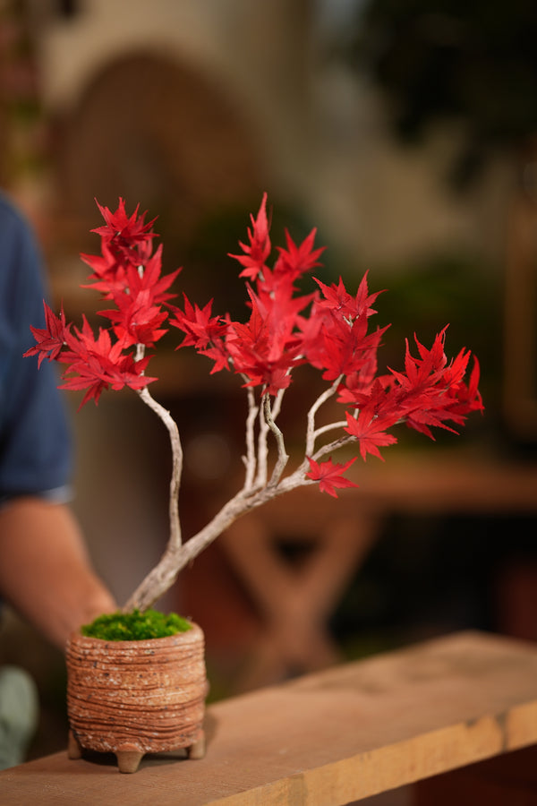 Theatre of Autumn - Flaming Maple (Preserved Plants)