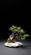 Snow Pine (Preserved Plants)
