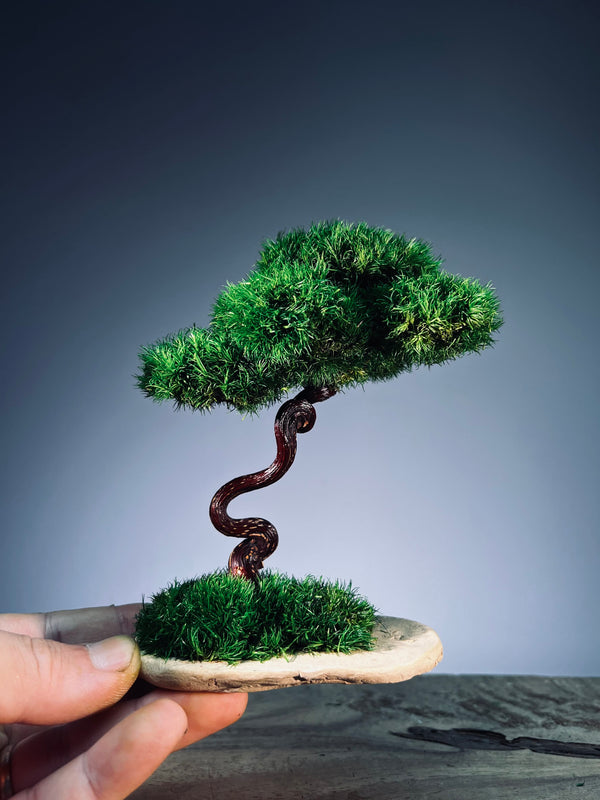 A Small Tree in the East - Classics (Preserved Plants)