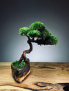 Juniper by the Winding Path - Classics (Preserved Plants)