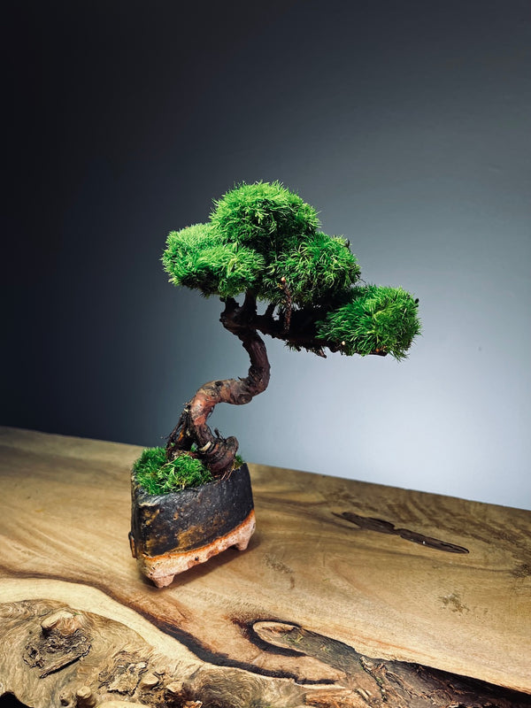 Juniper by the Winding Path - Classics (Preserved Plants)