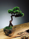 Juniper by the Winding Path - Classics (Preserved Plants)