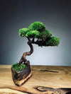 Juniper by the Winding Path - Classics (Preserved Plants)