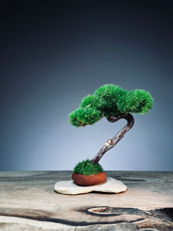 A Small Tree in the East - Classics (Preserved Plants)