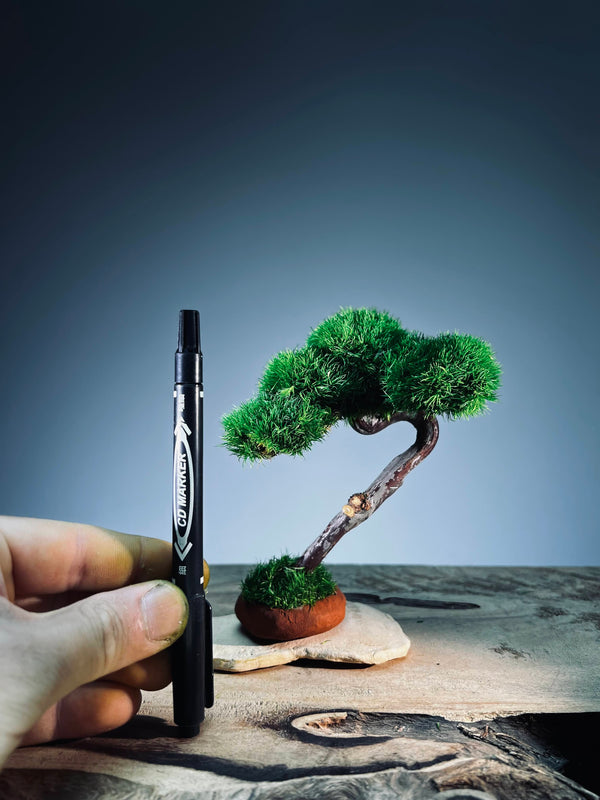 A Small Tree in the East - Classics (Preserved Plants)