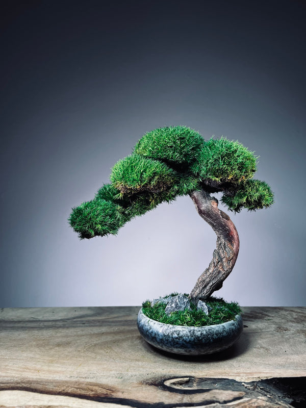 Rosewood (Preserved Plants)