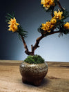 A Small Tree in the East - Star Blossom (Preserved Plants)