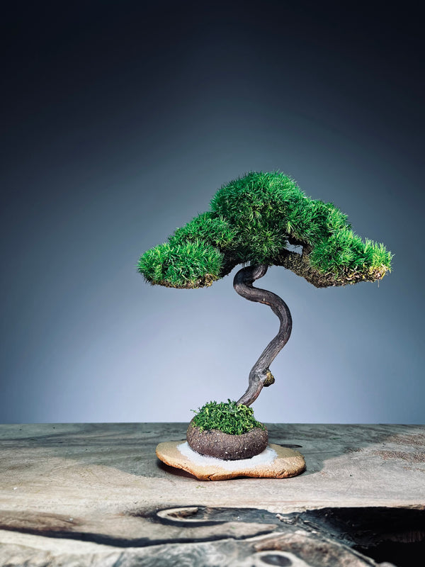 Light in the Garden - Rosewood (Preserved Plants)