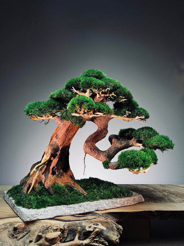 Old Guard (Preserved Plants)