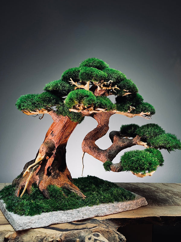 Old Guard (Preserved Plants)