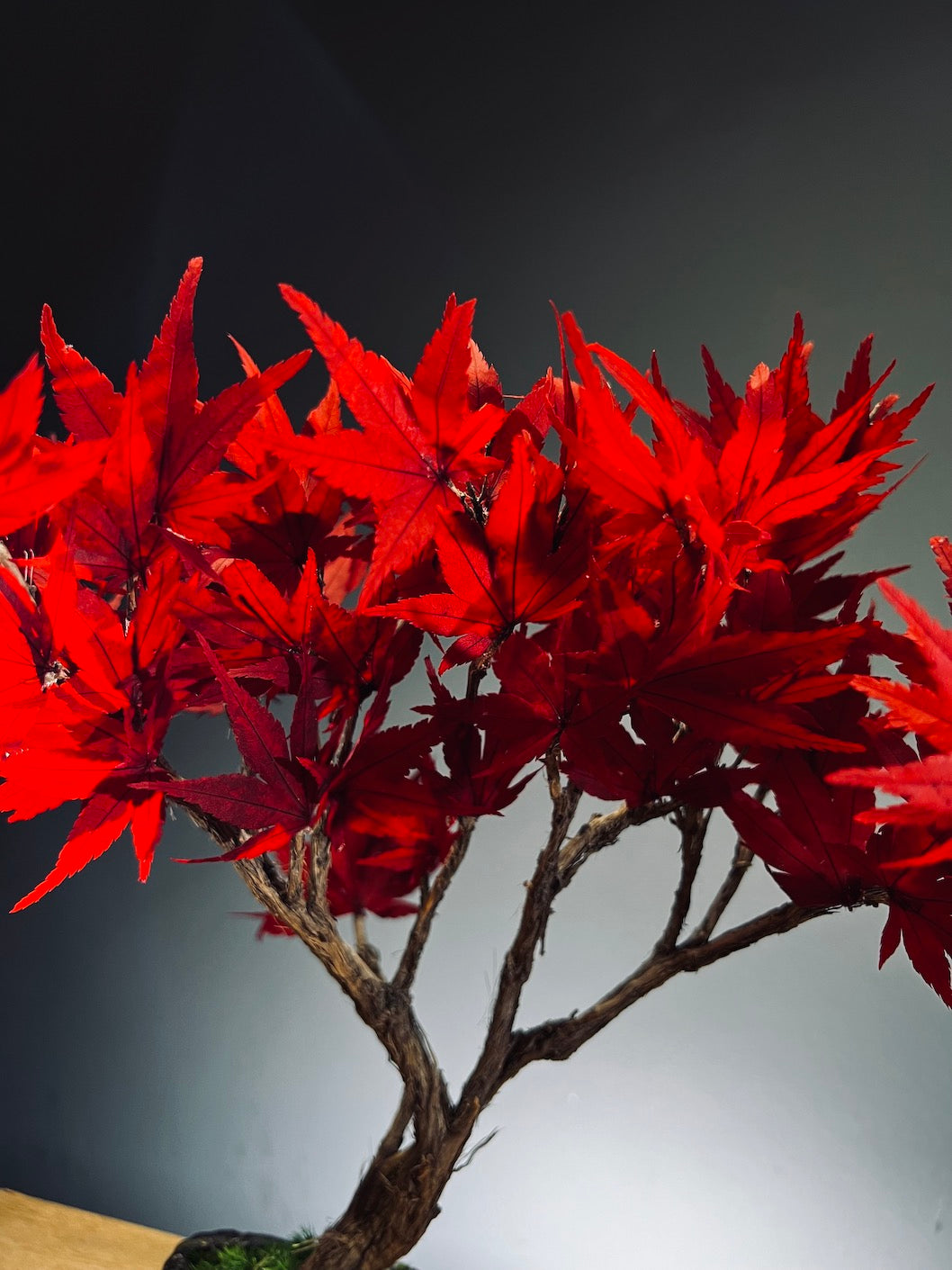 Theatre of Autumn - Flaming Maple - Smaller version (Preserved Plants)