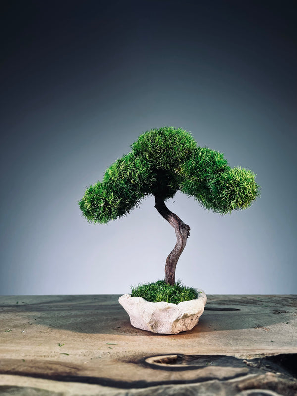 A Small Tree in the East - Classics (Preserved Plants)