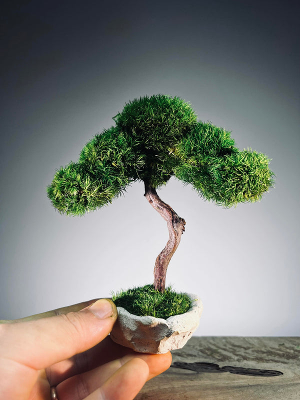 A Small Tree in the East - Classics (Preserved Plants)