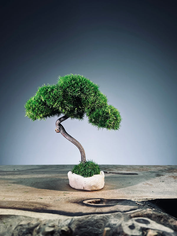 A Small Tree in the East - Classics (Preserved Plants)