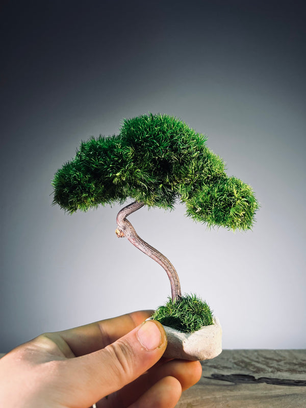 A Small Tree in the East - Classics (Preserved Plants)